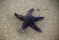Starfish