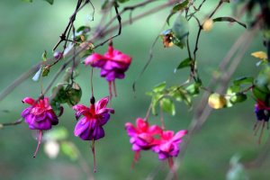 April (Snow) Showers Bring May Flowers
